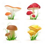 Set of Four Types of Mushrooms